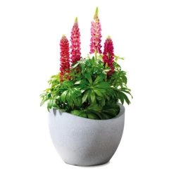 Billig ⌛ Scheurich 250/50 Pflanzgefäß Schwarz Granit - 50 Cm X 50 Cm X 37,1 Cm; 53381 🎁 -Sun Garden Verkäufe unnamed file 352