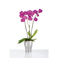 Bester Verkauf 🛒 Scheurich 608/17 Pflanzgefaess Mirror Silver; 13,6 Cm X 13,6 Cm X 17,3 Cm, 55166 ❤️