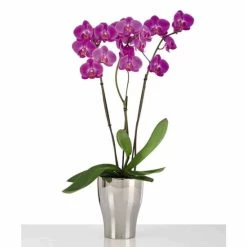 Bester Verkauf 🛒 Scheurich 608/17 Pflanzgefaess Mirror Silver; 13,6 Cm X 13,6 Cm X 17,3 Cm, 55166 ❤️ -Sun Garden Verkäufe unnamed file 496