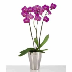 Bester Verkauf 🛒 Scheurich 608/17 Pflanzgefaess Mirror Silver; 13,6 Cm X 13,6 Cm X 17,3 Cm, 55166 ❤️ -Sun Garden Verkäufe unnamed file 497