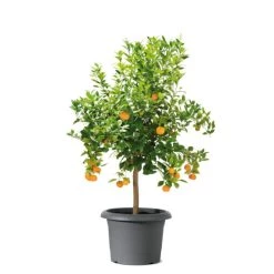 Bestpreis ✨ Scheurich 322/50 Pflanzgefäß Metallic Grey - 50 Cm X 50 Cm X 35,6 Cm; 53093 🤩