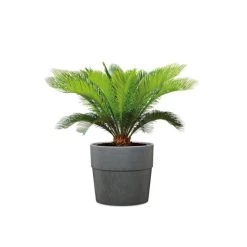 Angebote ⭐ Scheurich Pflanzkübel CARBON 30/266 GROOVE+ 🔥 7 Angebote ⭐ Scheurich Pflanzkübel CARBON 30/266 GROOVE+ 🔥 -Sun Garden Verkäufe unnamed file 609