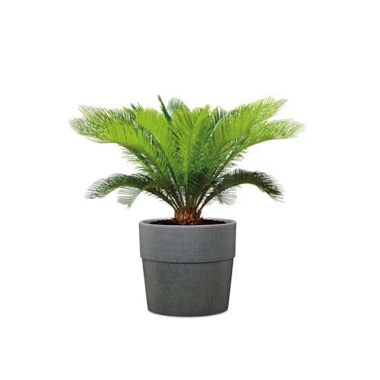 Angebote ⭐ Scheurich Pflanzkübel CARBON 30/266 GROOVE+ 🔥 5 Angebote ⭐ Scheurich Pflanzkübel CARBON 30/266 GROOVE+ 🔥 – Bild 3