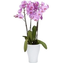 Coupon 🔔 Scheurich Orchideengefäß Serie 608 Weiß Ø 13 Cm ✨ -Sun Garden Verkäufe unnamed file 624